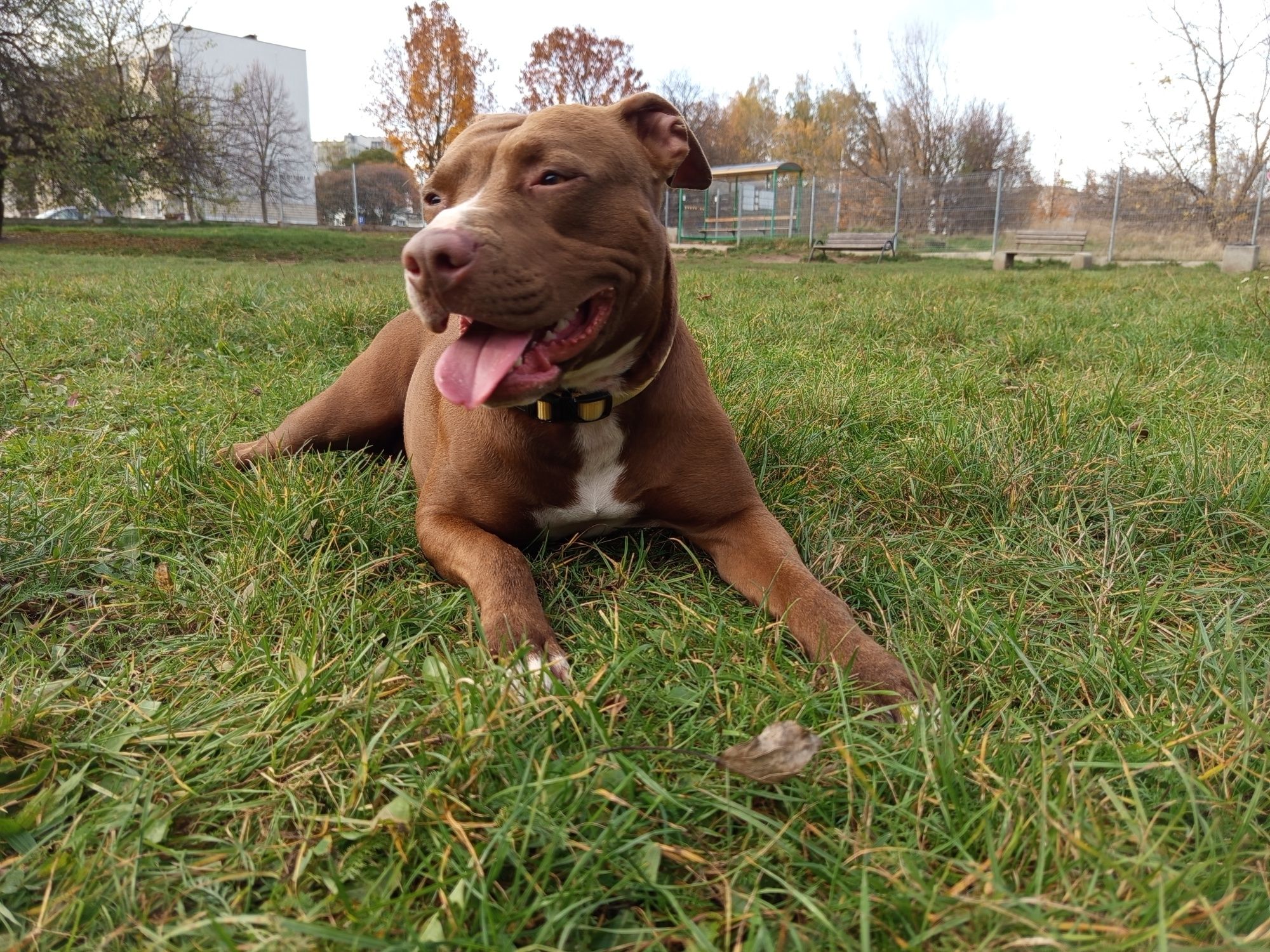Vini pitbull red nose do pilnej adopcji