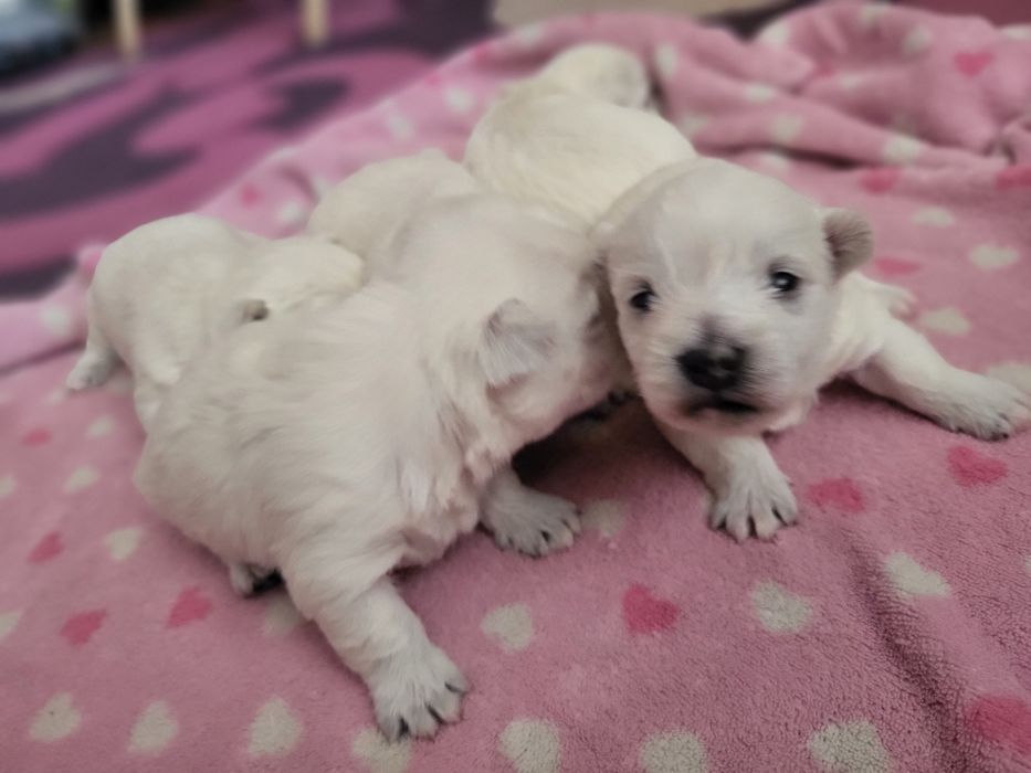 West Highland White Terrier