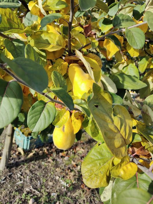 Pigwa gruszkowa 8 zł za kg