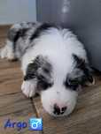 Szczenię Border Collie Blue Merle Kutno