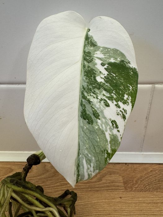 Monstera Variegata szczepka kwiat kwiatek 11cm liść ładna