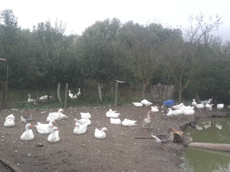 Продам гуси породи Лінда та Велика Сіра