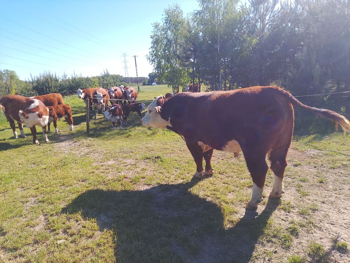 Hereford byk rozpłodnik sprzedam zamienię