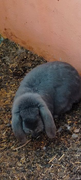 Samiec baran francuski niebieski