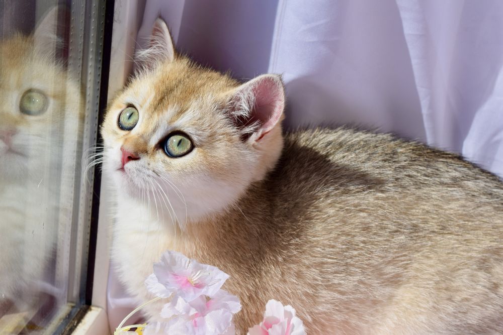 Золота шиншила. Британські кошенята. Котики
