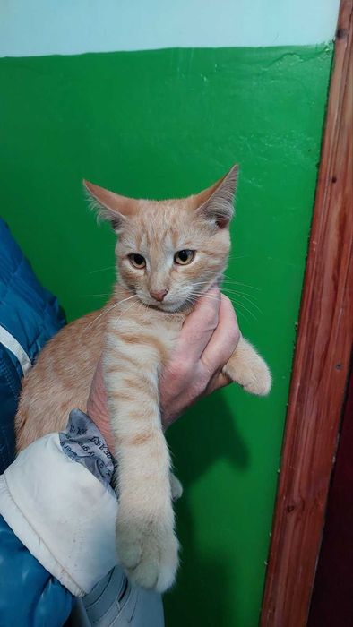 Рыжий котенок в добрые руки