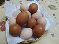 Ovos de galinha caseiros