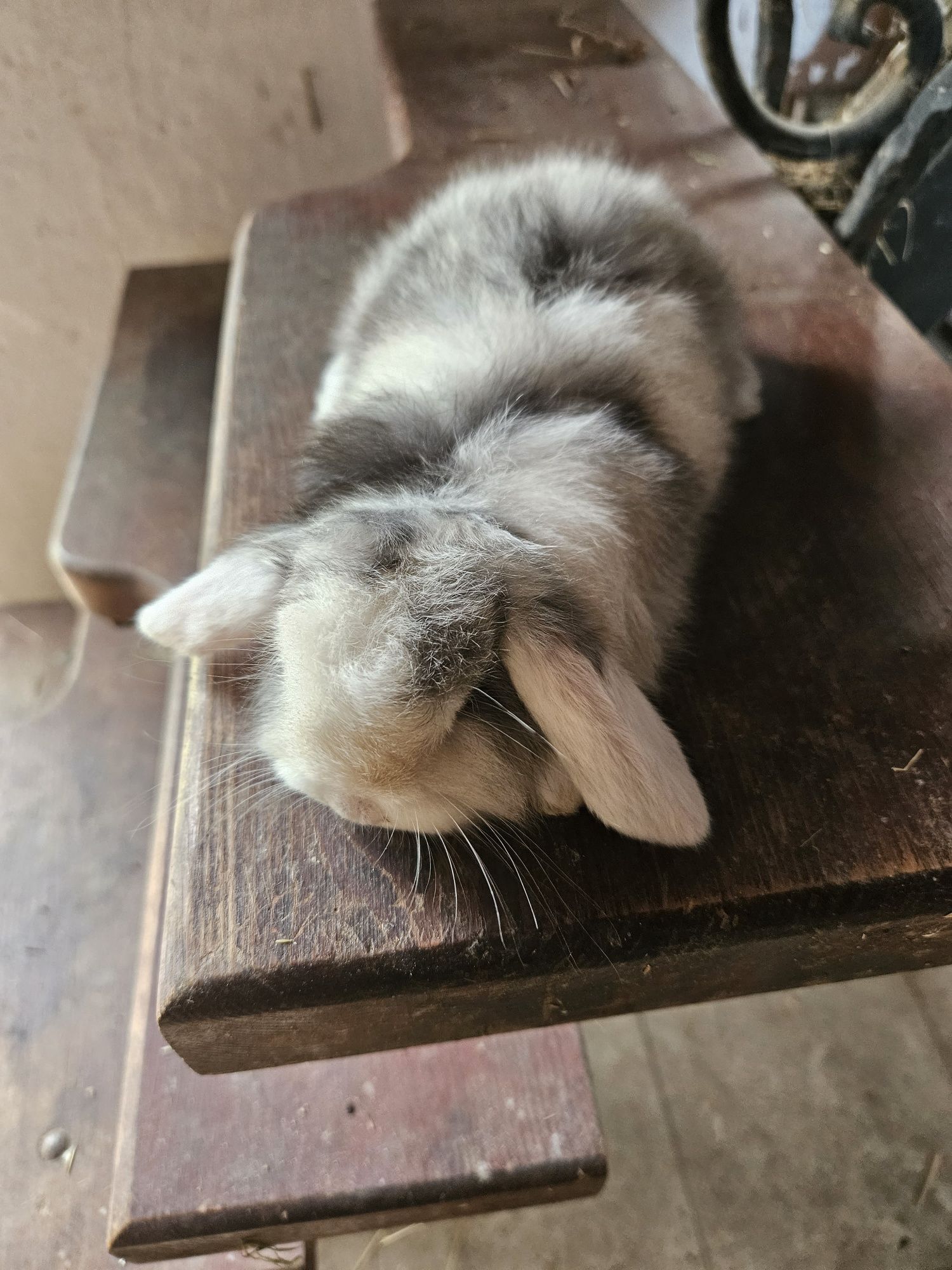 Króliczek Baranek Mini Lop