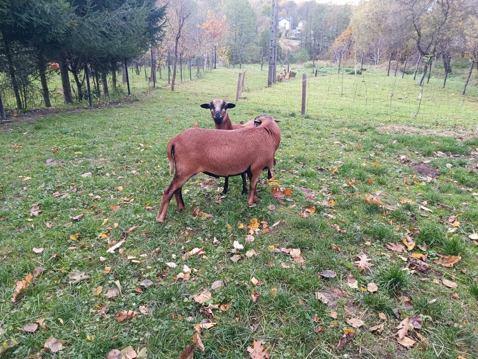 Owce kameruńskie sprzedam