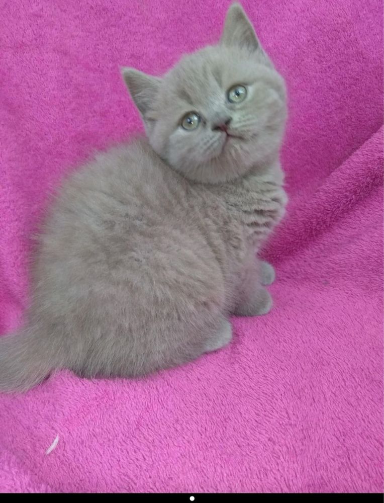 Шотландські кошенята
