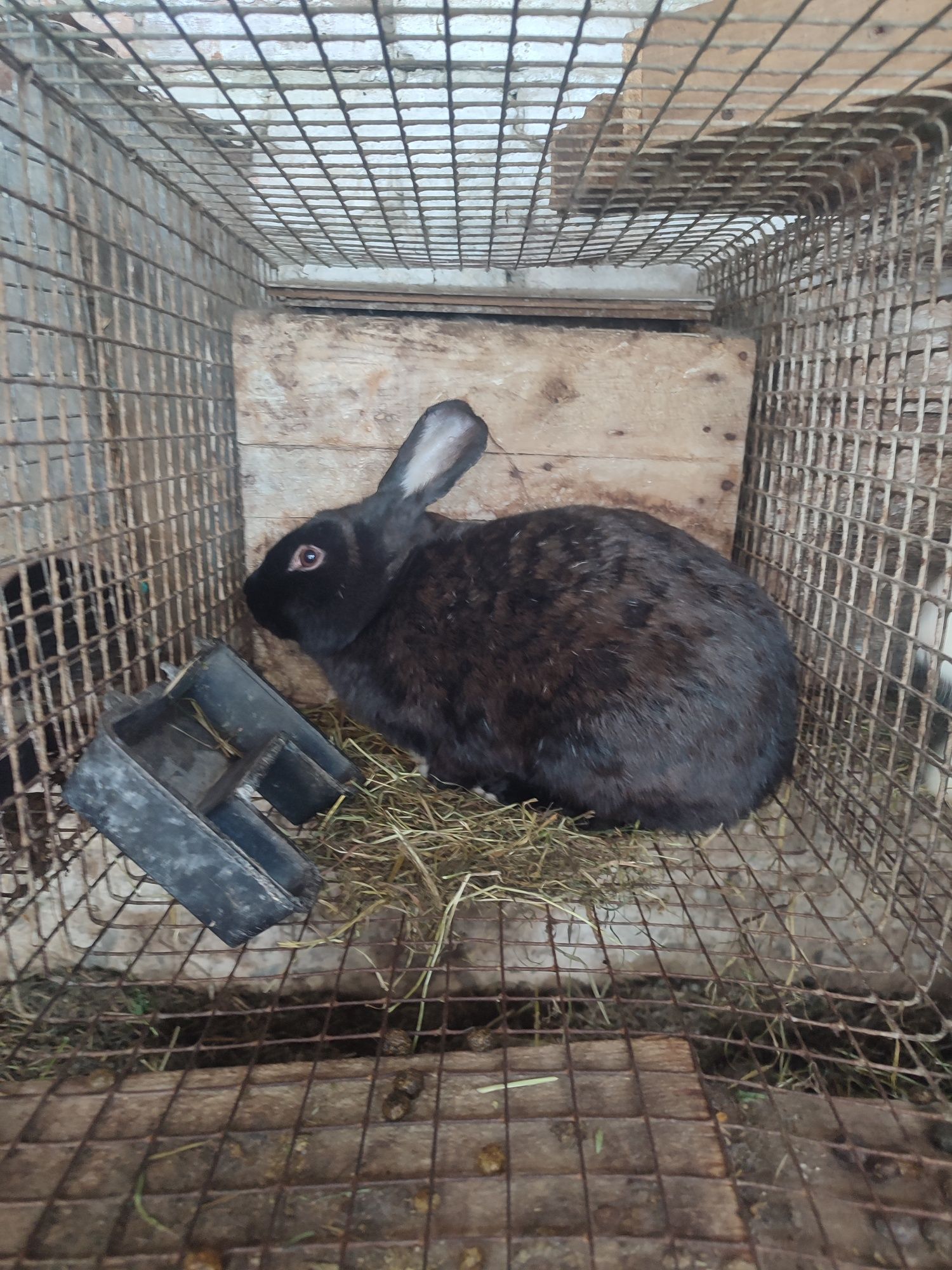 Кролі Продаю кроликів
