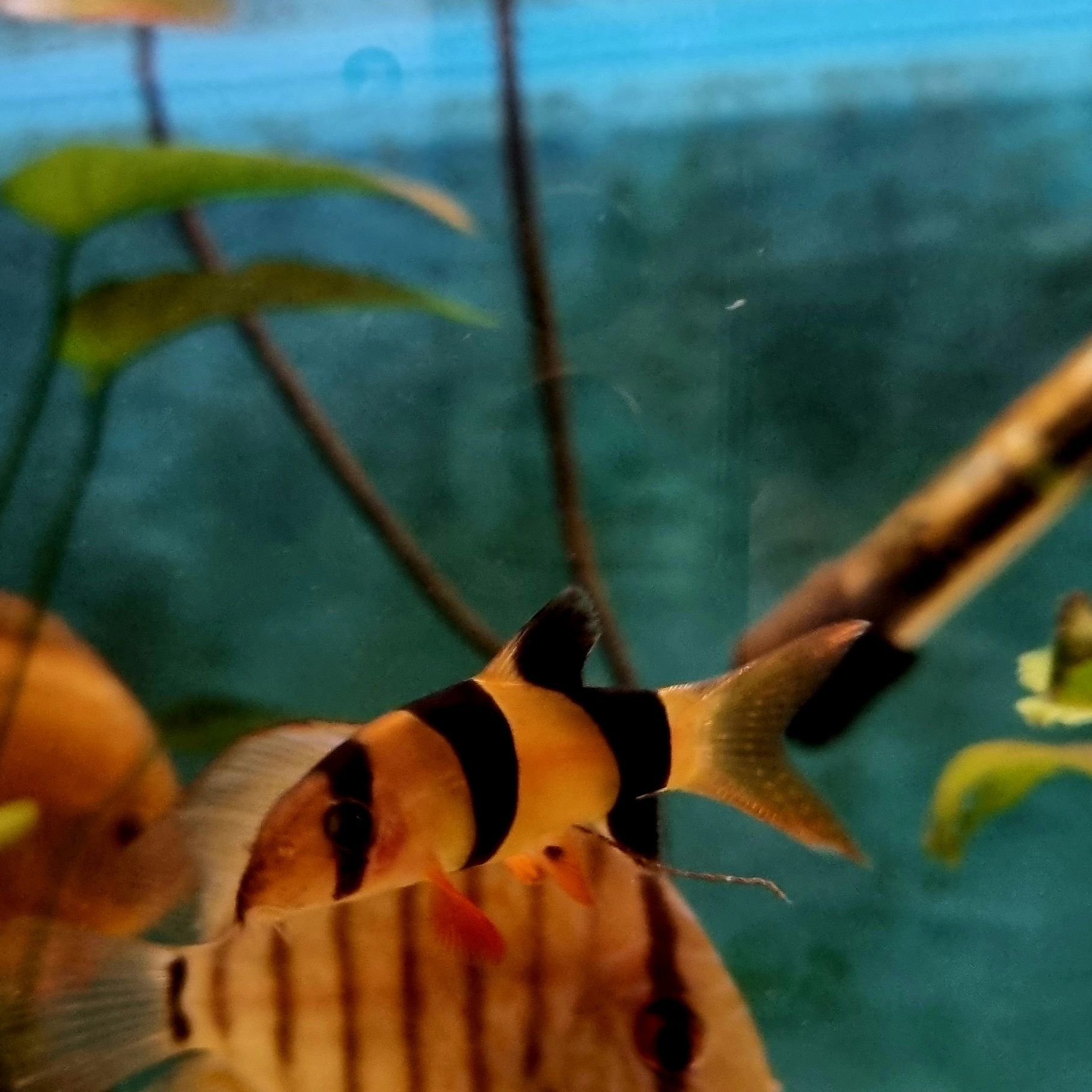 Bocja wspaniała (Chromobotia macracanthus) – 5 cm