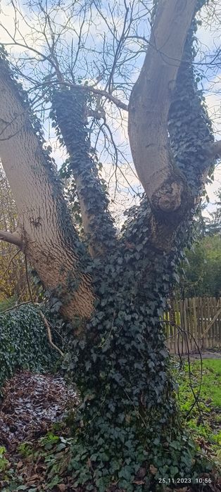 Drzewo Orzech Wloski