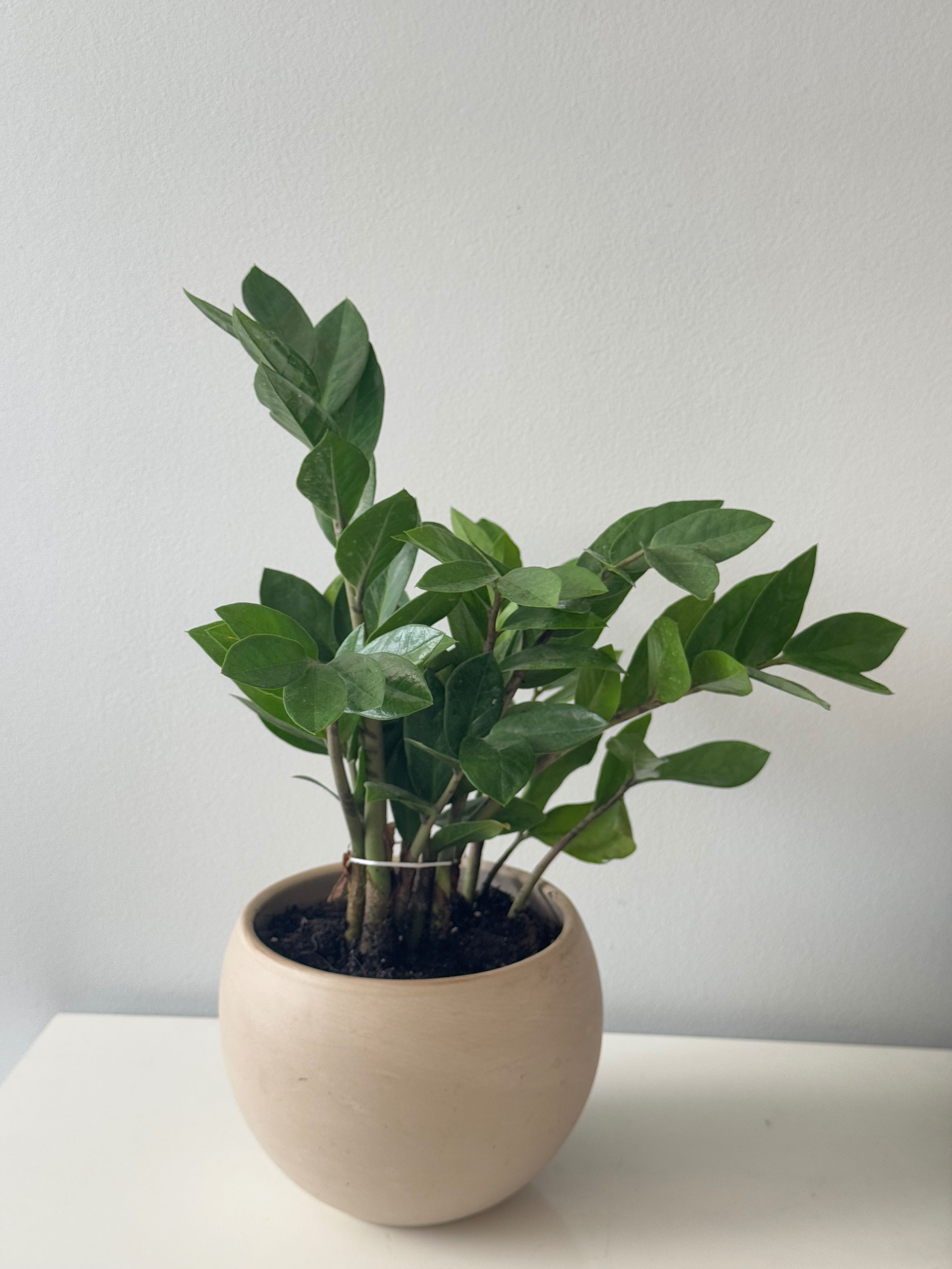 Zamioculcas 42 cm z doniczką