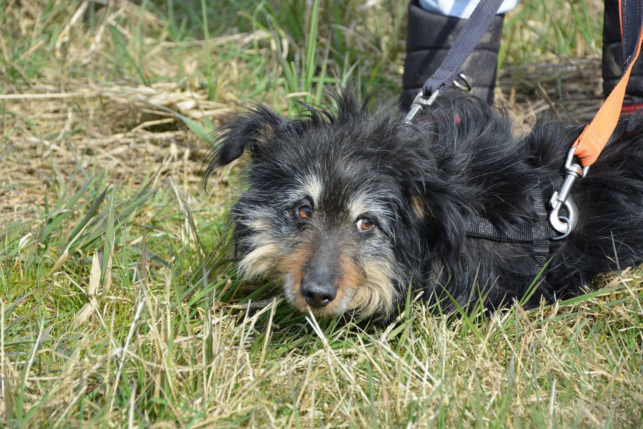 Chałka - mała KOCHANA psunia szuka domu ADOPCJA