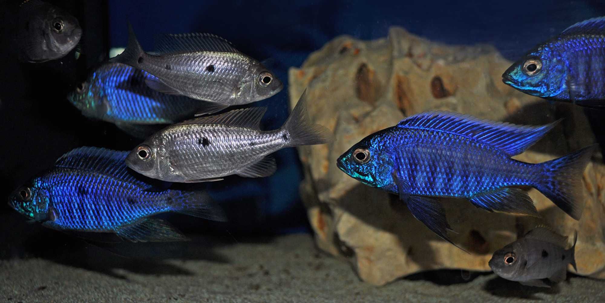 Copadichromis azureus - Pyszczak - dowozimy do klienta, wysyłamy