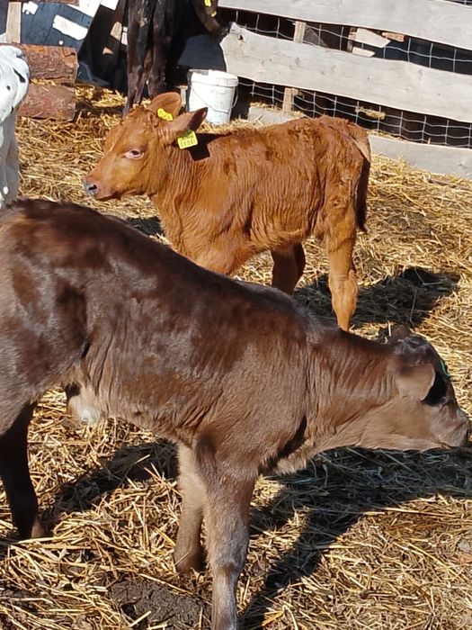 Sprzedam cielaki Aleksandrów Kujawski