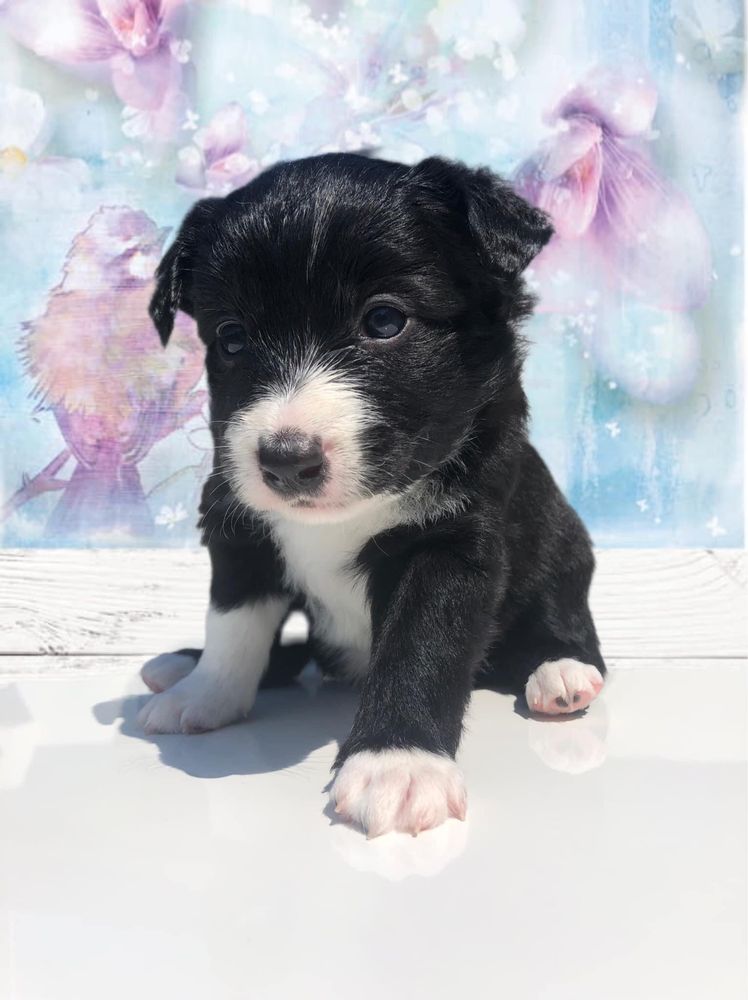 Border Collie suczka Black&White