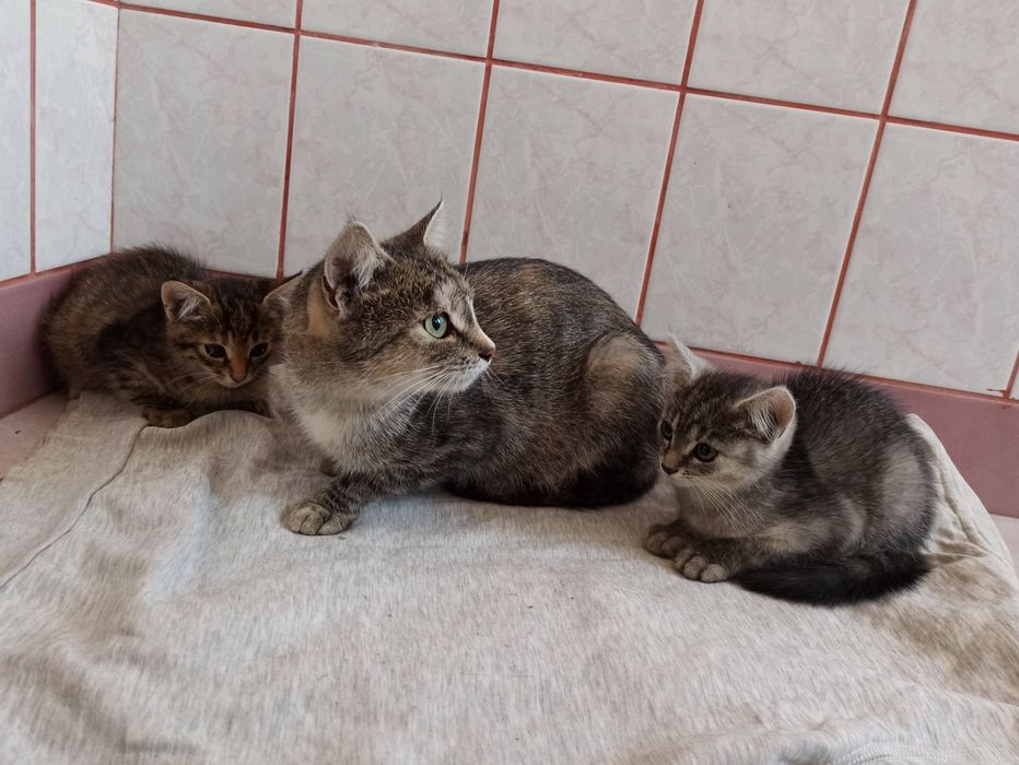 Aaa... Kotki dwa szaro-bure oddam
