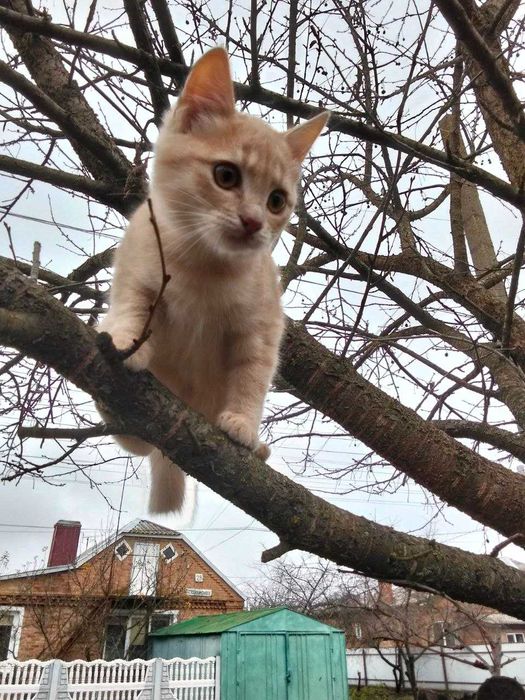 Віддамо кішечку в любячу родину