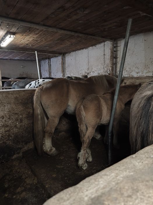 Sprzedam konie źrebne i do zaprzęgów różne maść