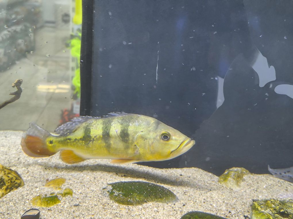 Tucunaré Amarelo 25/30cm