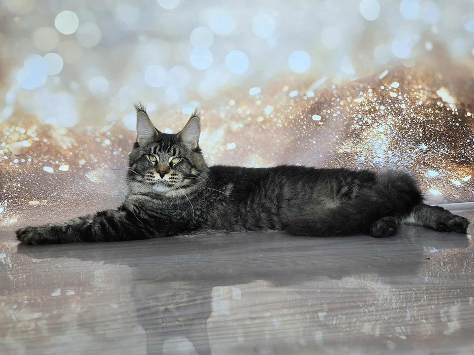 Шикарный подросток мейн-куна