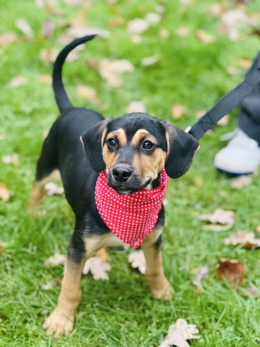 Cudny Fredi szuka domku