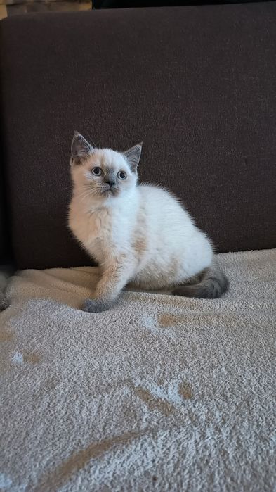 Kotka brytyjska koty kociaki kocięta brytyjskie brytyjczyki