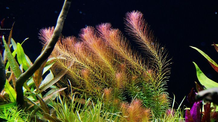 Rotala Walichii (Różowa)