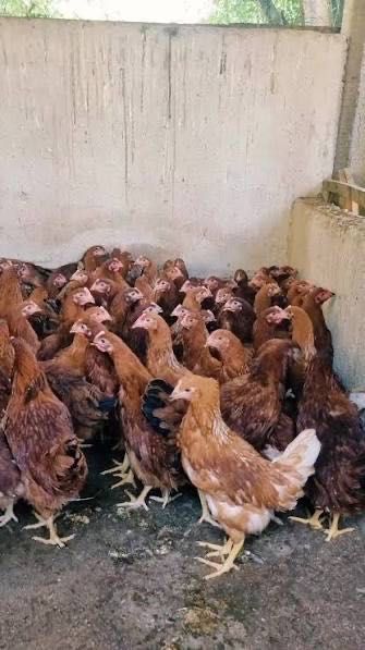 Frangas poedeiras e galinhas