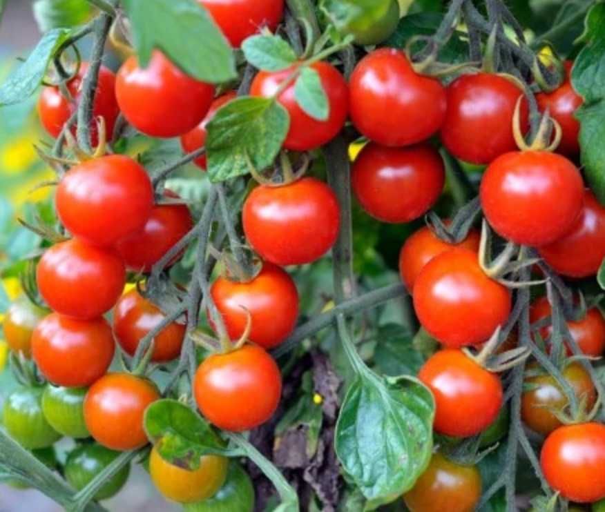 SADZONKA pomidora BIO – Maskotka Malinowy Kapturek Pear Drops Aztek