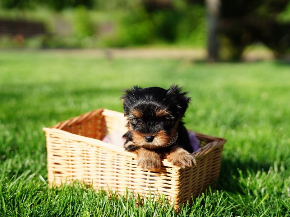 Супер йорки хлопчики і дівчатка