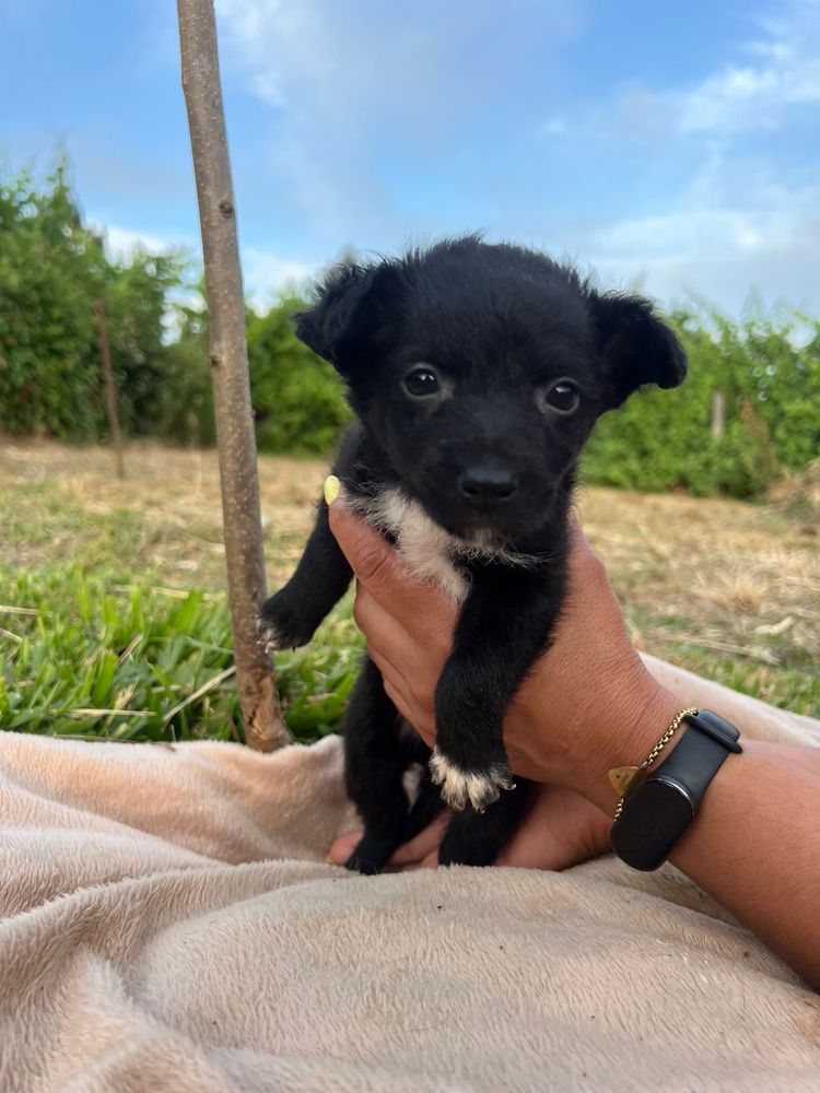 Bebés para adoção
