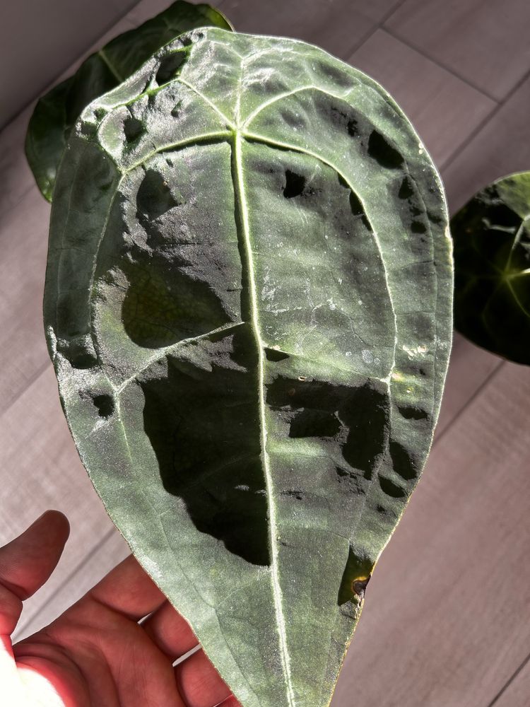 Anthurium Forgetti