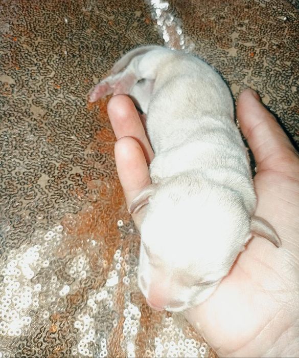 Приймається замовлення , бронь на кремові і білі такси.