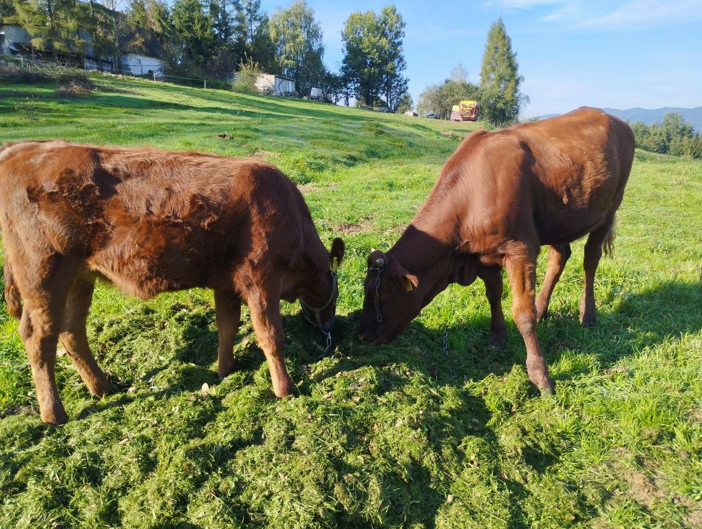 Sprzedam cieliczki