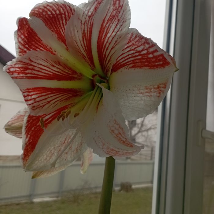 Амариліс, сансев'єрія