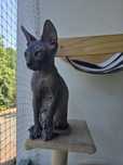 WCF DON Sphynx kotek