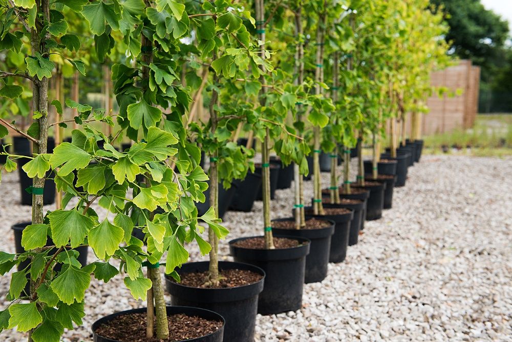 Саженцы дерева Гинкго Билоба Ginkgo Biloba - в наличии 4-8 лет, 120 см