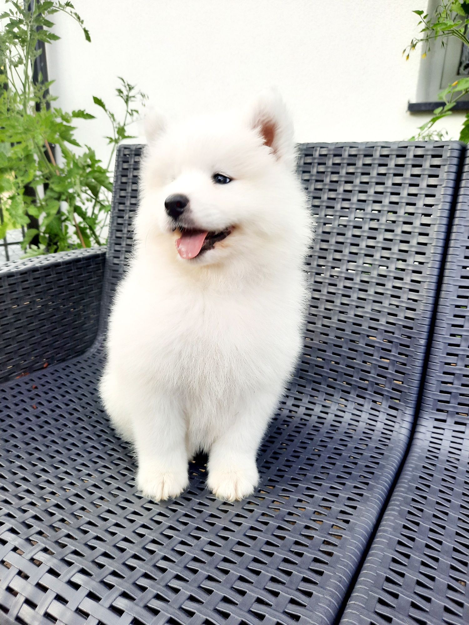 Samoyed typ misia suczka