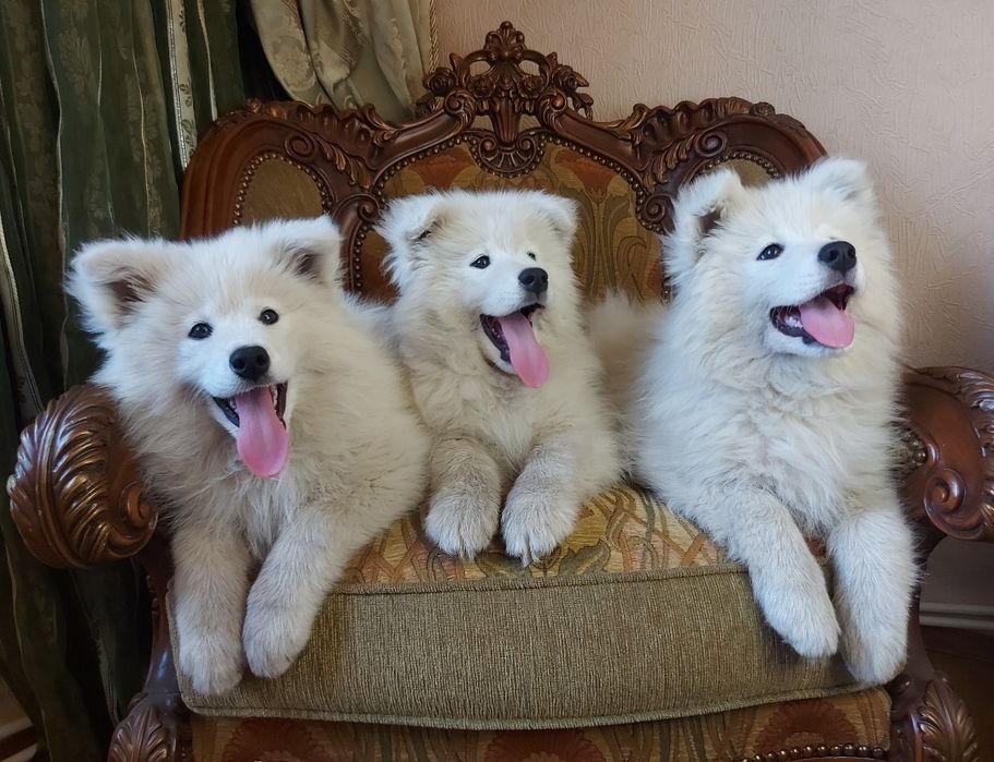 Самоїд, цуценя самоїда