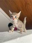 Gatinhos para adopção