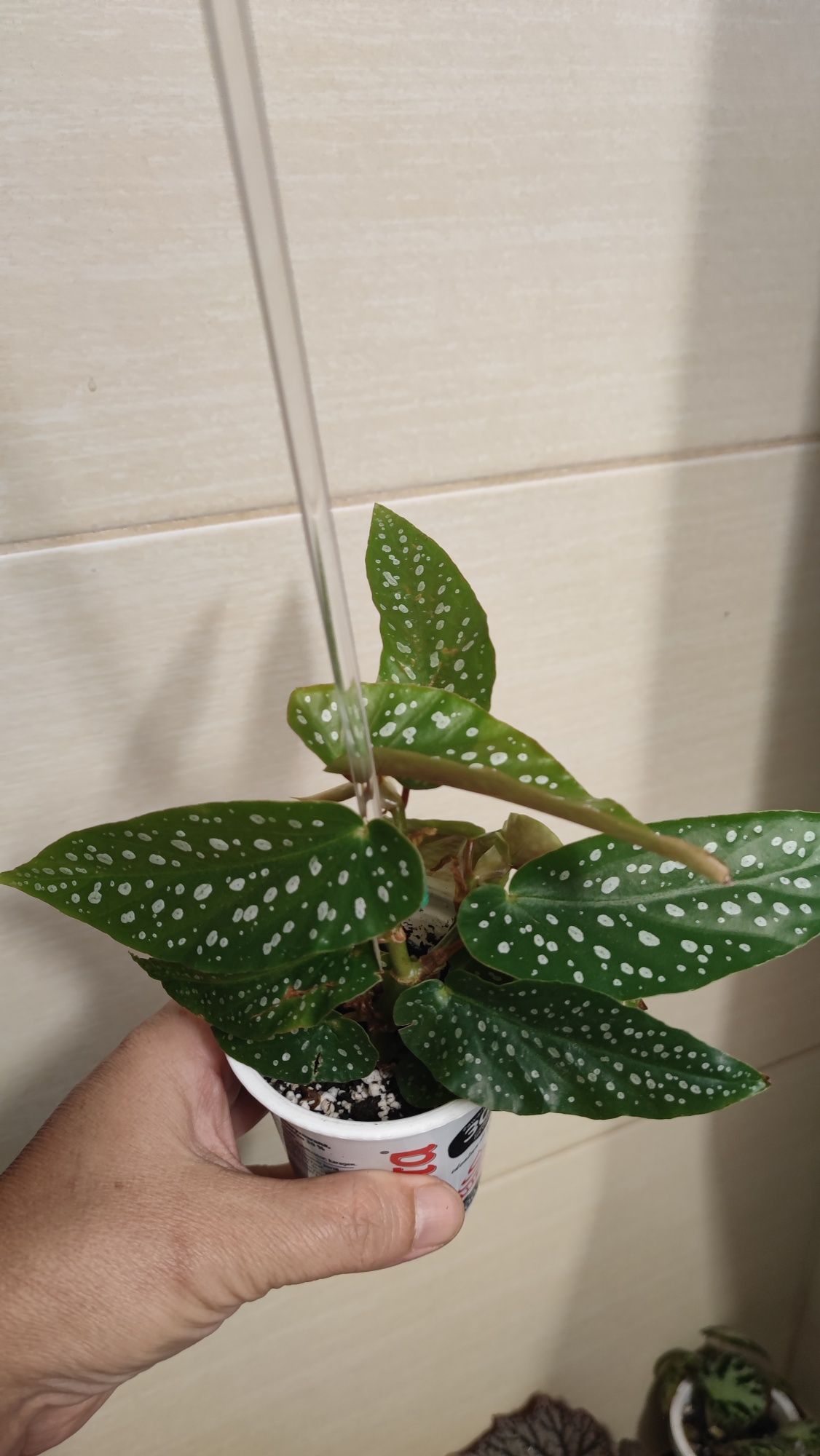 Begonia ukośnica Tamaya