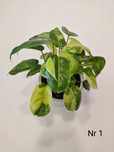 Philodendron Burle Marx Variegata