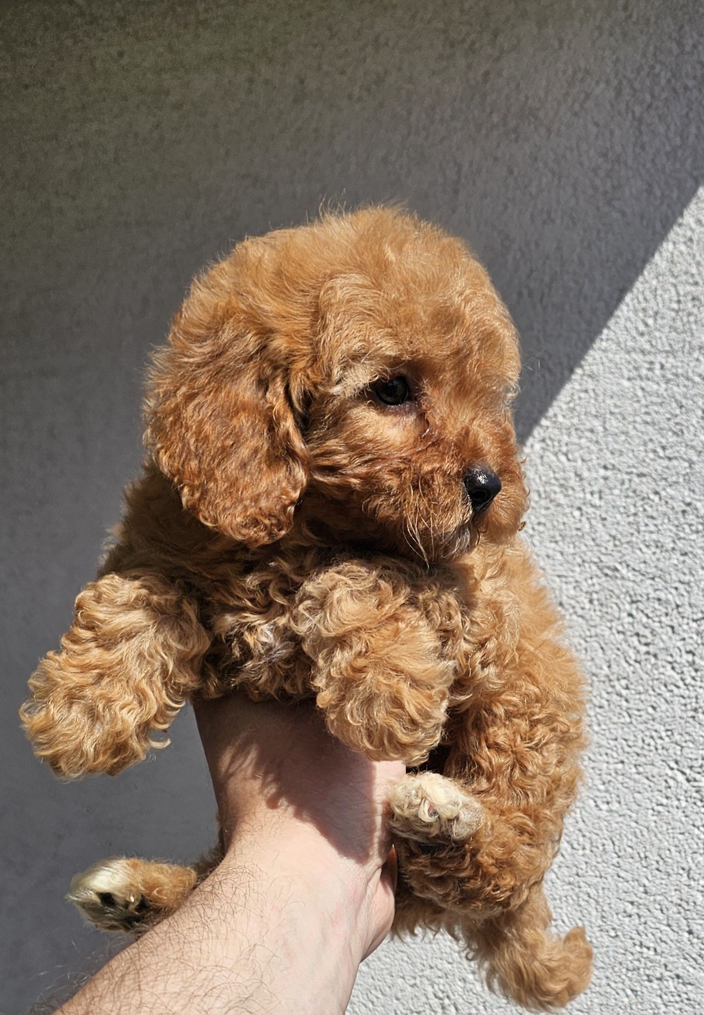 Cavapoo f1b suczka mini