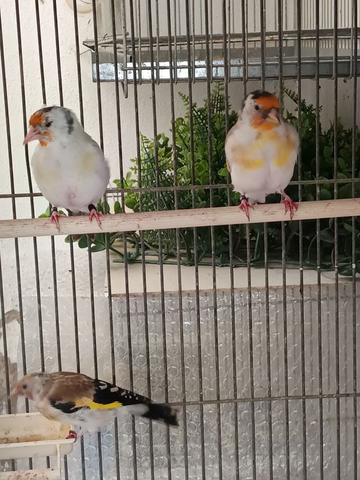 Vendo majores deste ano