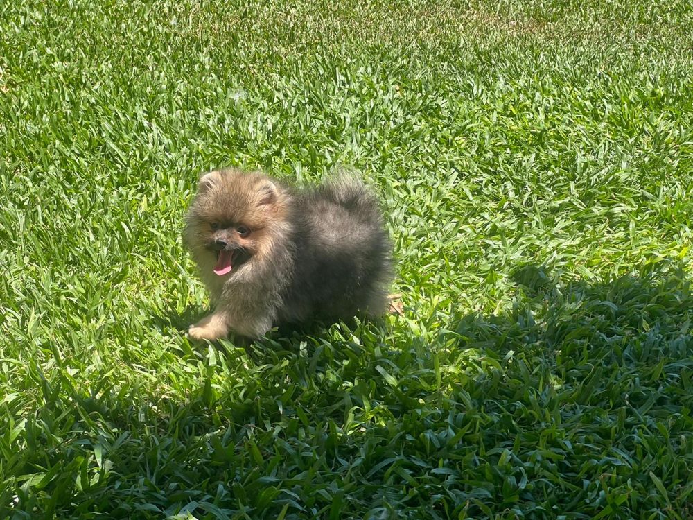 Lulu da pomerânia macho
