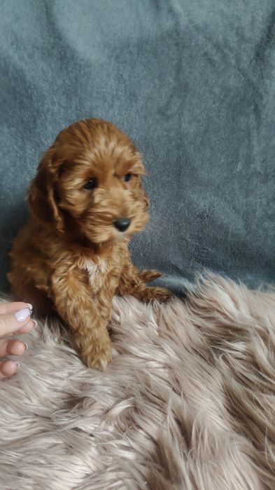 Cockapoo szczeniak chłopca
