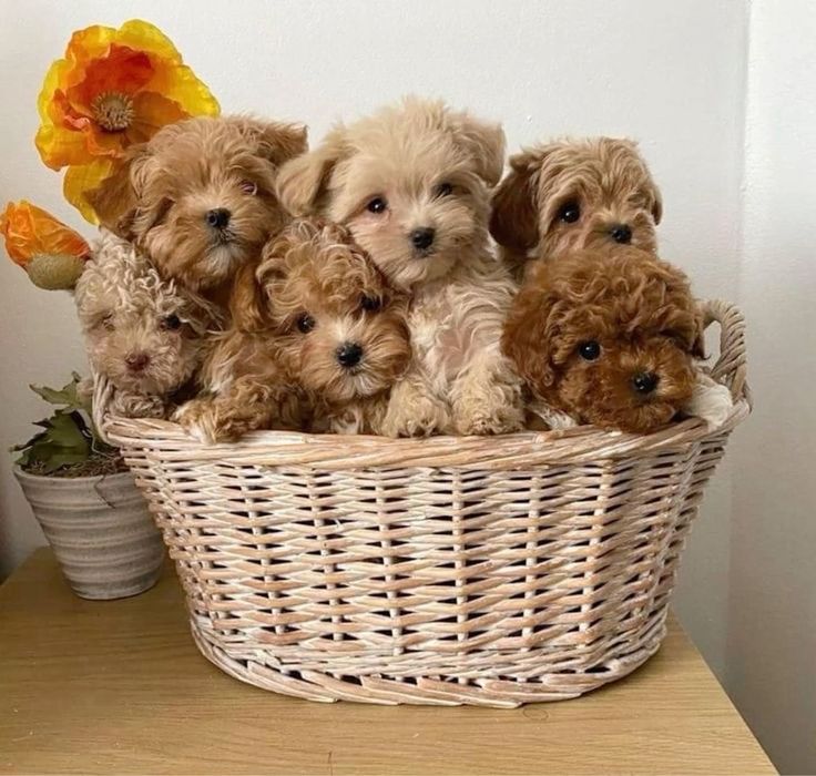 Мальтипу міні на вибір )